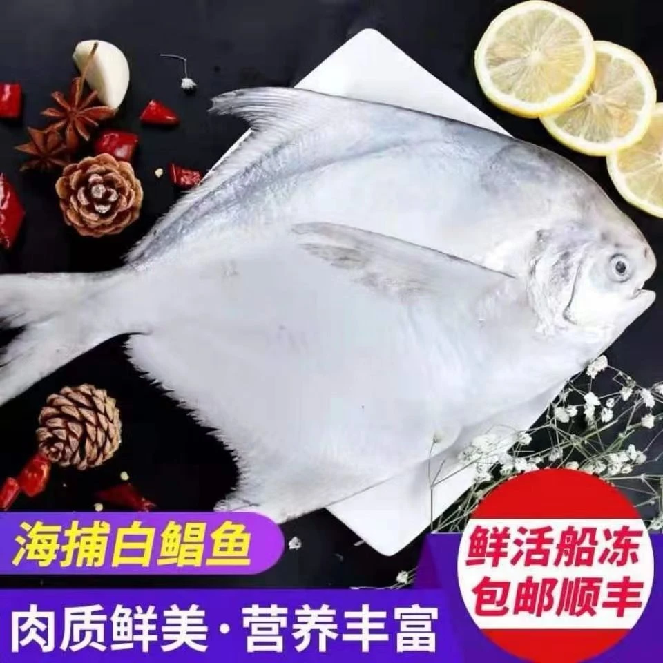 【2.5-3两】新鲜舟山捕捞大白鲳鱼东海野生鲳鱼(直播间下单送2条)