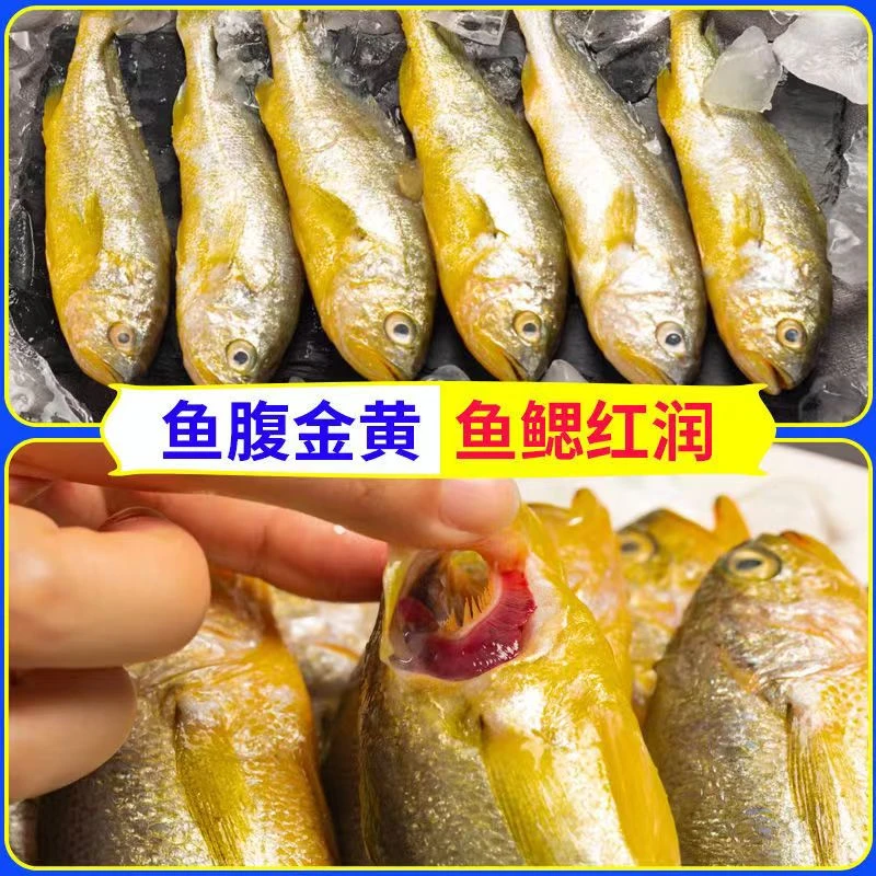 【热气野生小黄鱼】东海细鳞小船货新鲜顺丰冷链发货