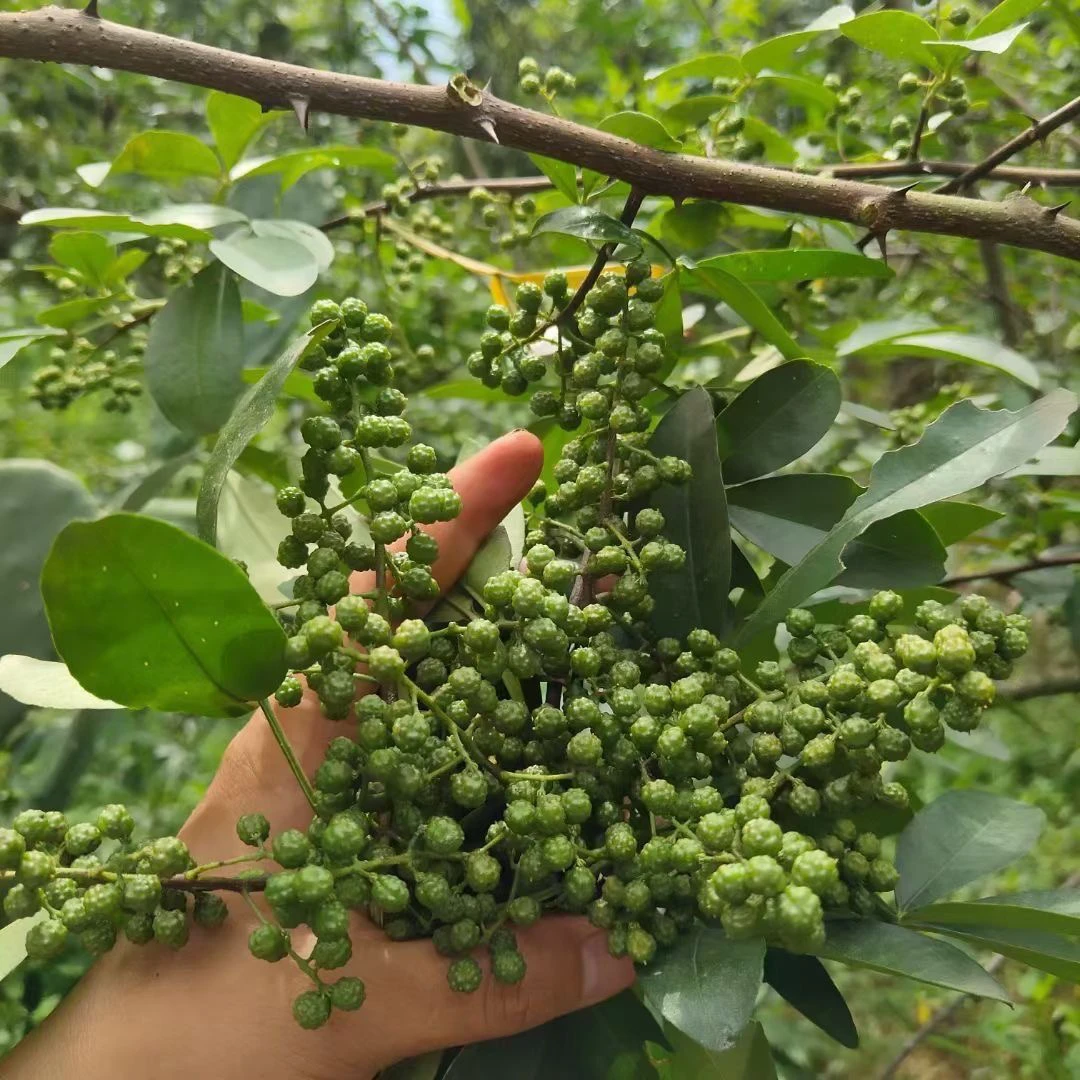 24年贵州高山青花椒新鲜当季现摘现发特麻特香纯天然正宗顺丰包邮