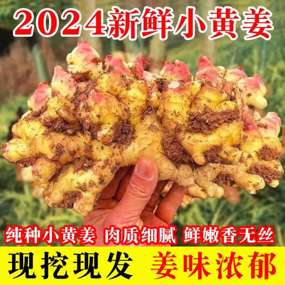 L云南正宗本地小黄姜清脆姜香浓郁精选香味煲汤包邮