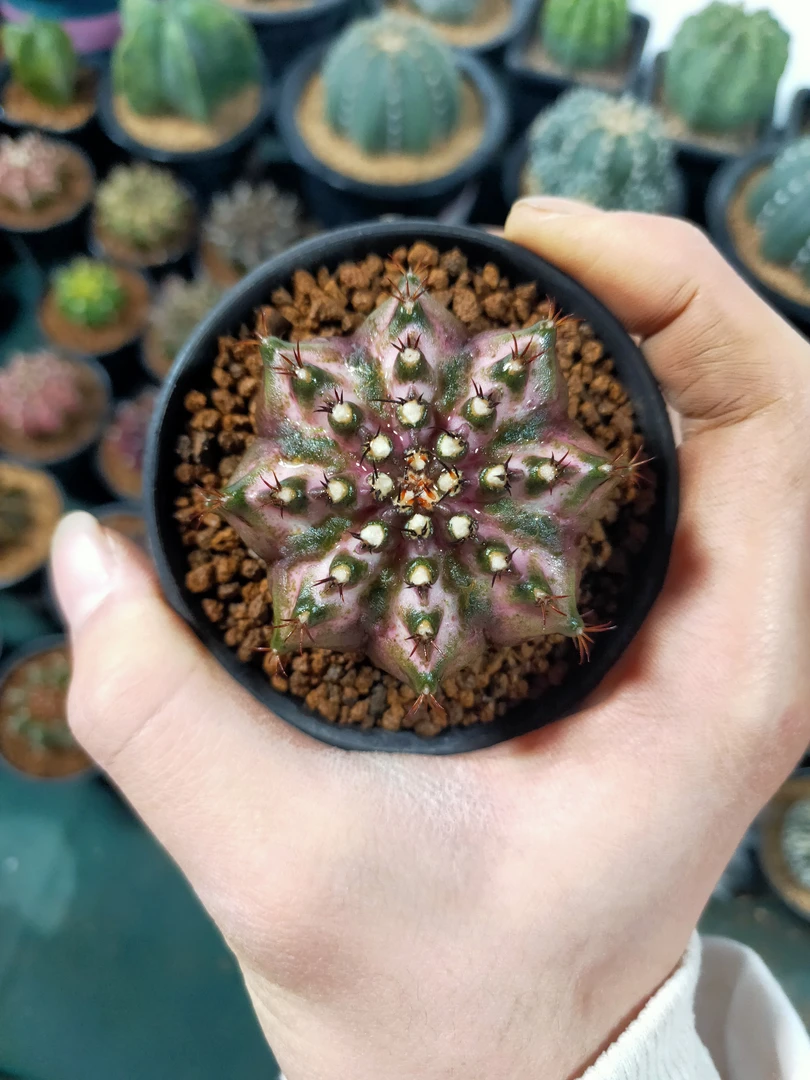 仙人球定向链接！