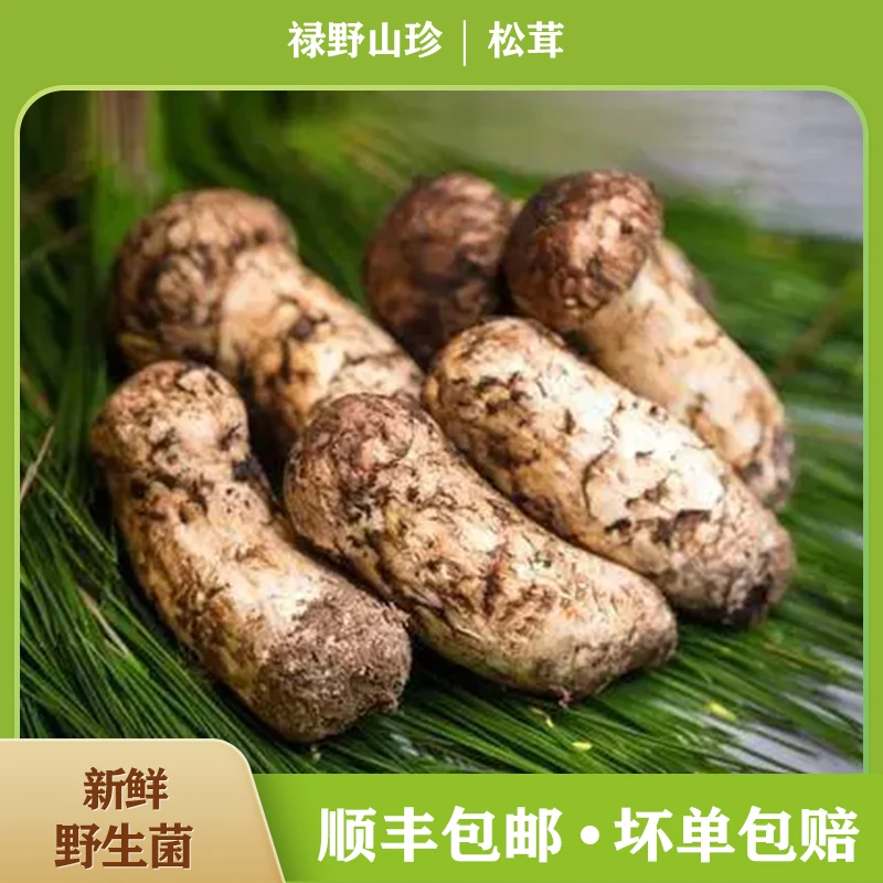 云南禄丰本地冰鲜松茸，煲汤，煮鸡煮排骨，味道鲜美