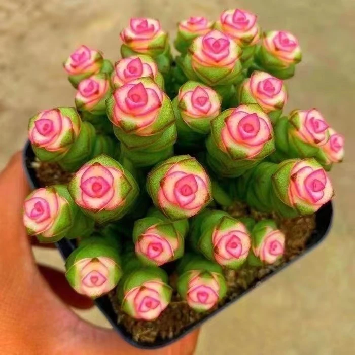 彩色钱串锦多头群生多肉植物盆栽招财纳福植物办公室绿植防辐射