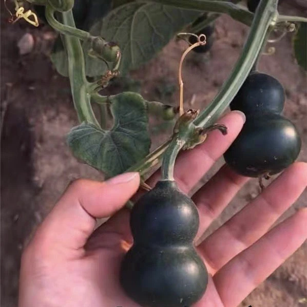 墨绿小葫芦种子翡翠葫芦盆栽手捻葫芦种子文玩亚腰种籽盆栽阳台