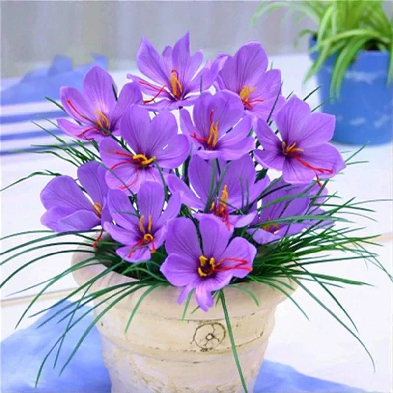番红花四季开花好养室内阳台观花盆栽球根植物花卉花种球