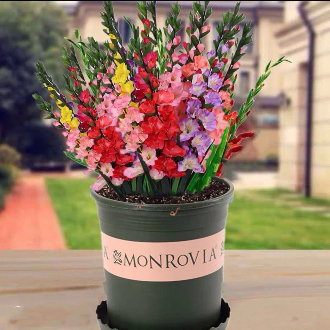 剑兰唐菖蒲花种球盆栽花苗多年生耐寒四季易活室内阳台带芽花卉