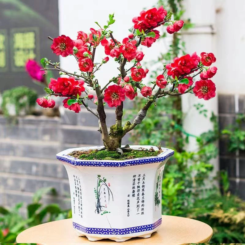 原生四季海棠长寿冠东洋锦长寿乐大花彩玉阳台庭院植物四季好养活