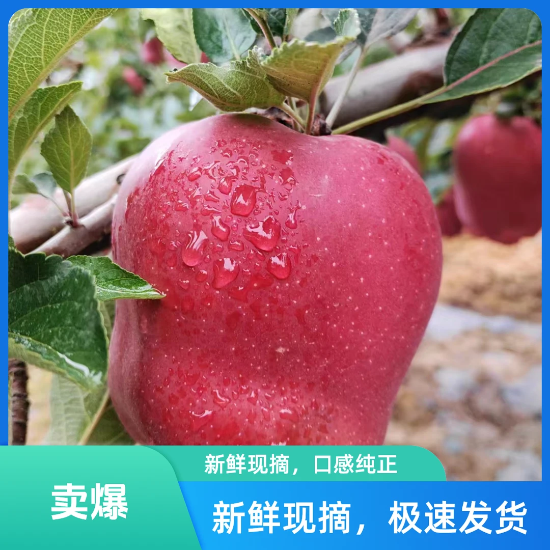 甘肃天水花牛苹果高原精选香甜脆粉两吃原生态新鲜营养多汁精品