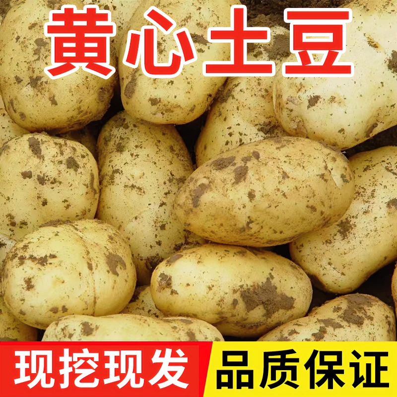 山东黄心土豆【地头直发产地直销】蔬菜农产品食品农家当季新鲜蔬菜