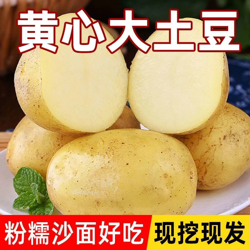 山东黄心土豆2024年新土豆地头直发蔬菜农产品食品
