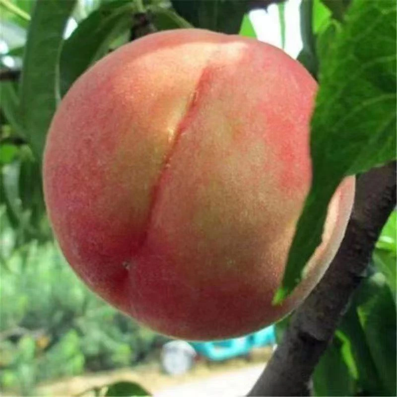 正宗嫁接优质水蜜桃树苗桃树苗早熟南方北方四季种植果苗当年结果