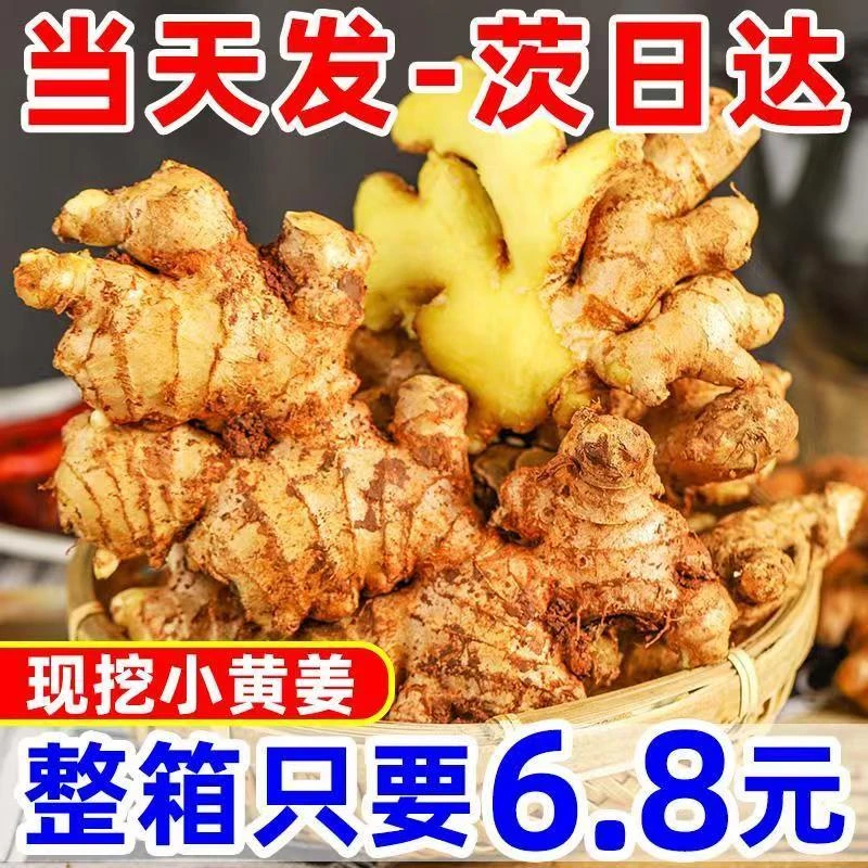 今年新姜】云南小黄姜新鲜生姜批发老姜整箱批发云南特产姜香浓郁