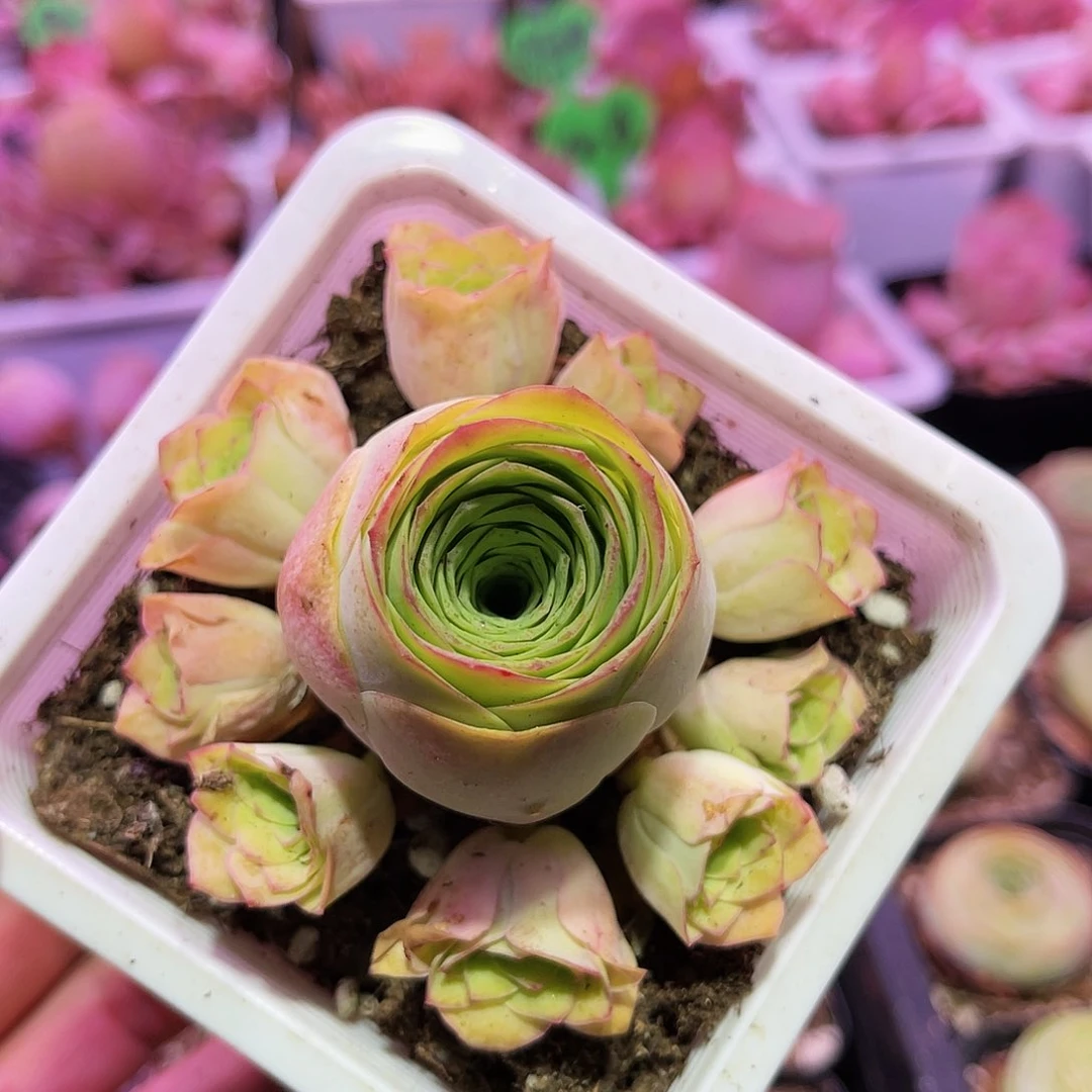 凰绒 非偏远包邮 多肉