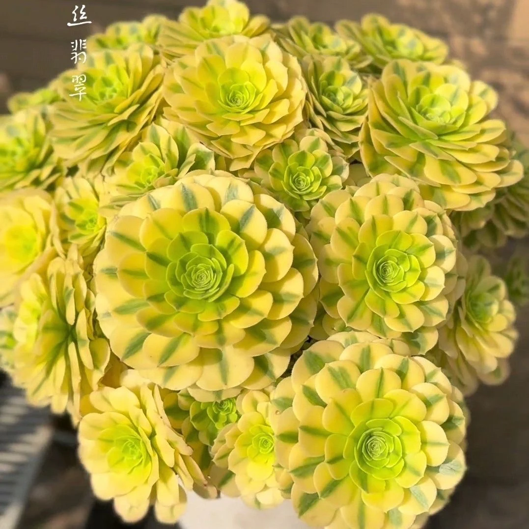 法师锦老桩；直播间一物一拍