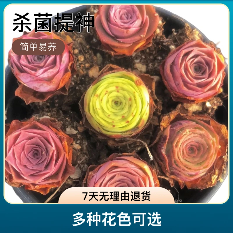 新品种玫瑰山地玫瑰多肉植物室内绿植防辐射好养