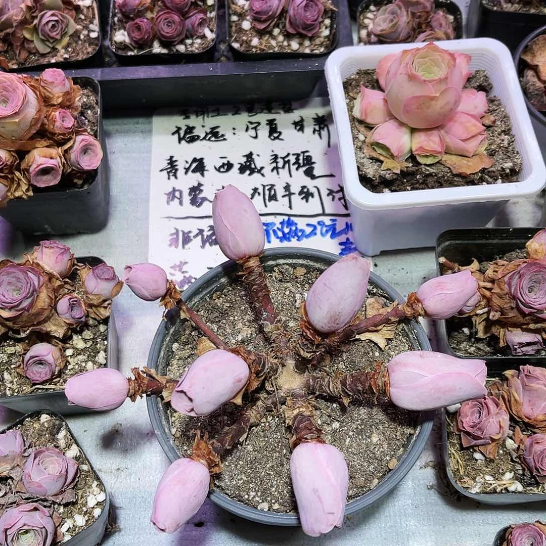 荷花淀 非偏远包邮多肉