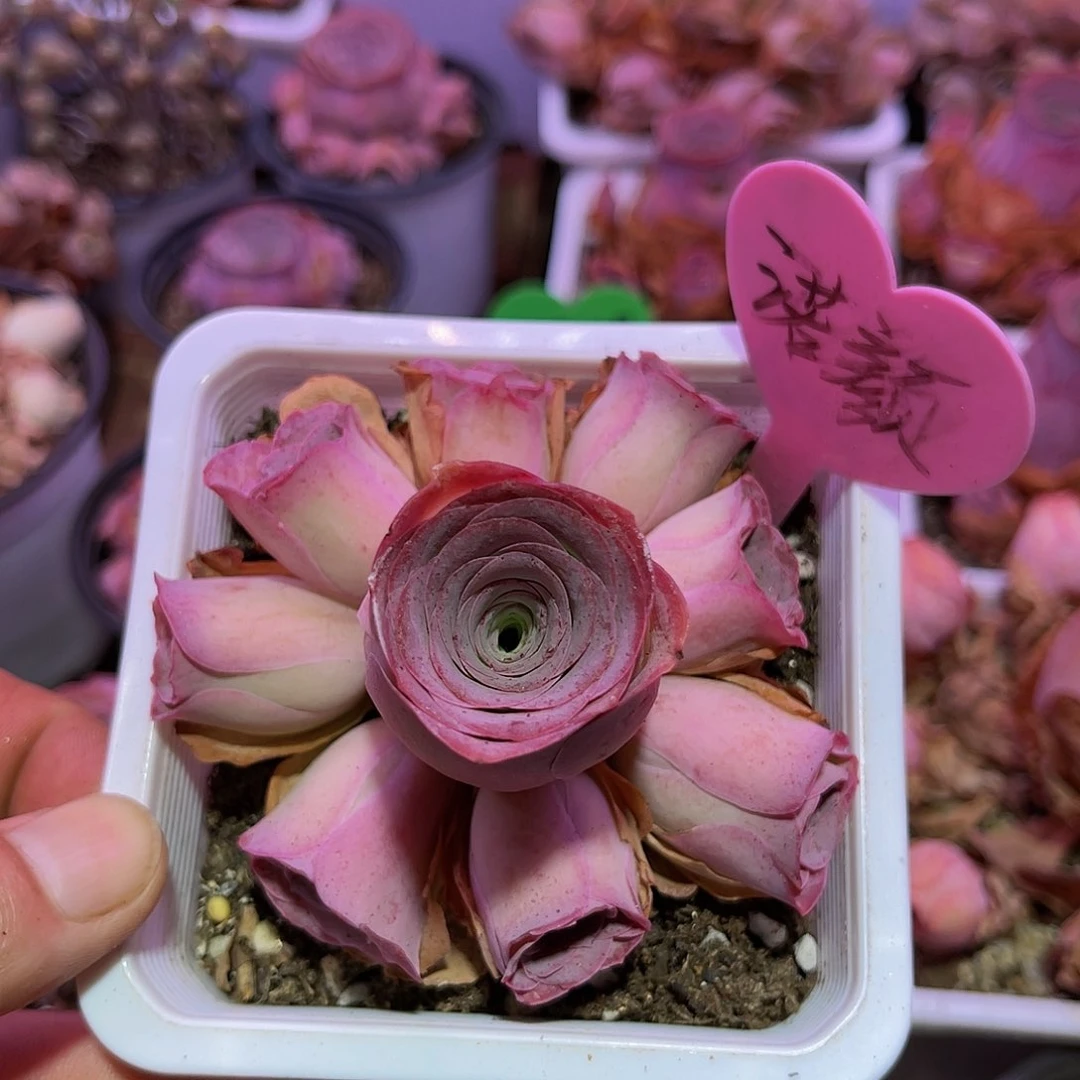 诺颜 非偏远包邮 多肉