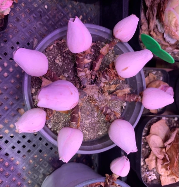山地玫瑰【荷花】13厘米到15厘米之间