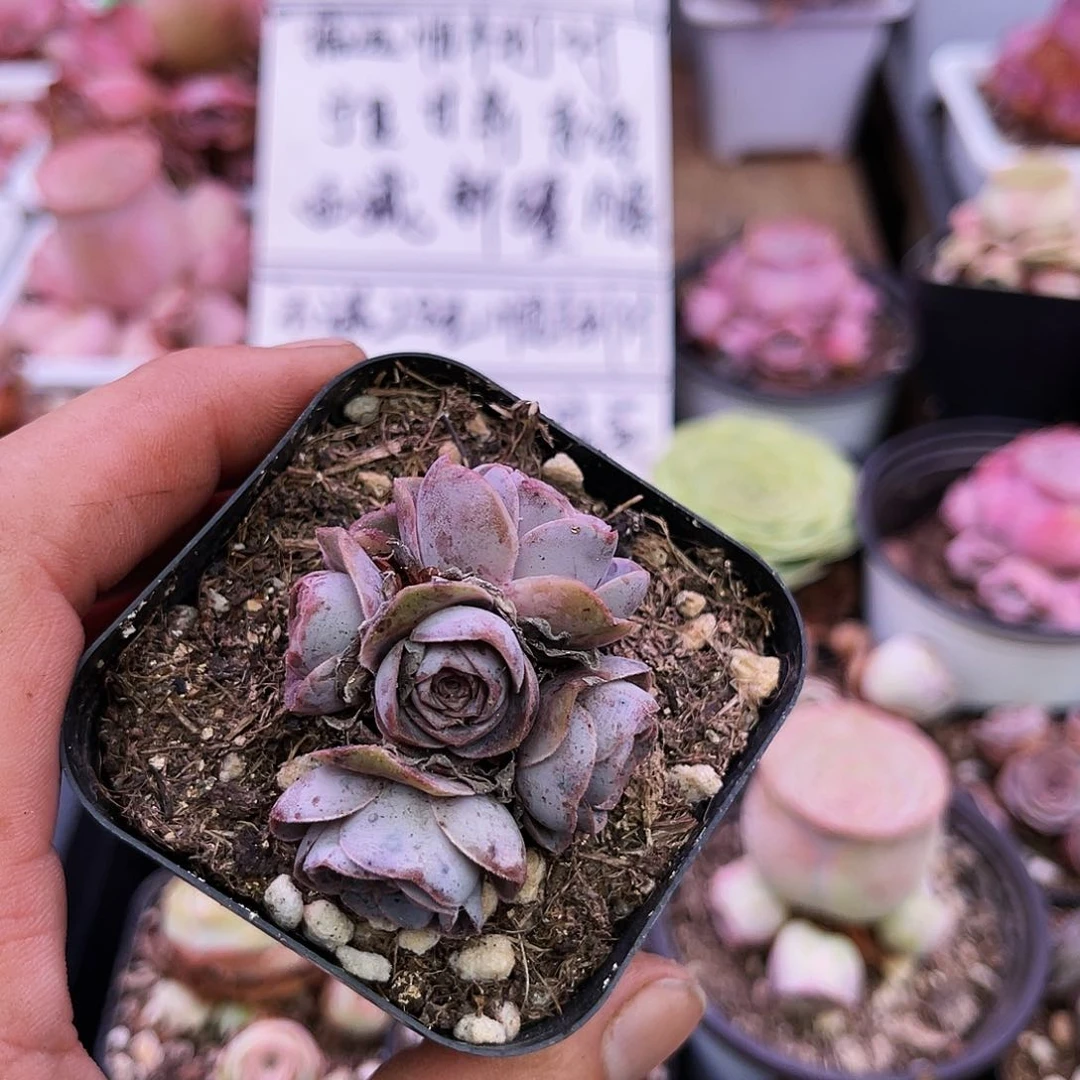 紫殊 非偏远包邮 多肉