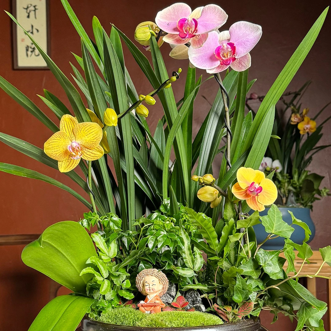 【特定订单】【补差价】创意微景观中国兰花创意国兰禅意盆栽翁源基地