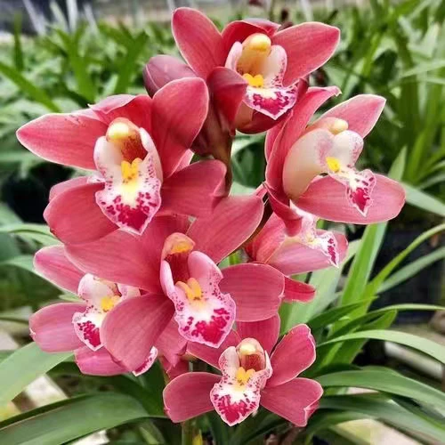 翁源兰花 红宝石 年宵花开花浓香 室内高端盆栽 国兰 兰花