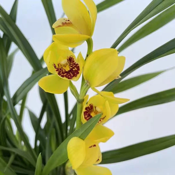 金如意 建兰金中国 四季上花苗 国兰 兰花