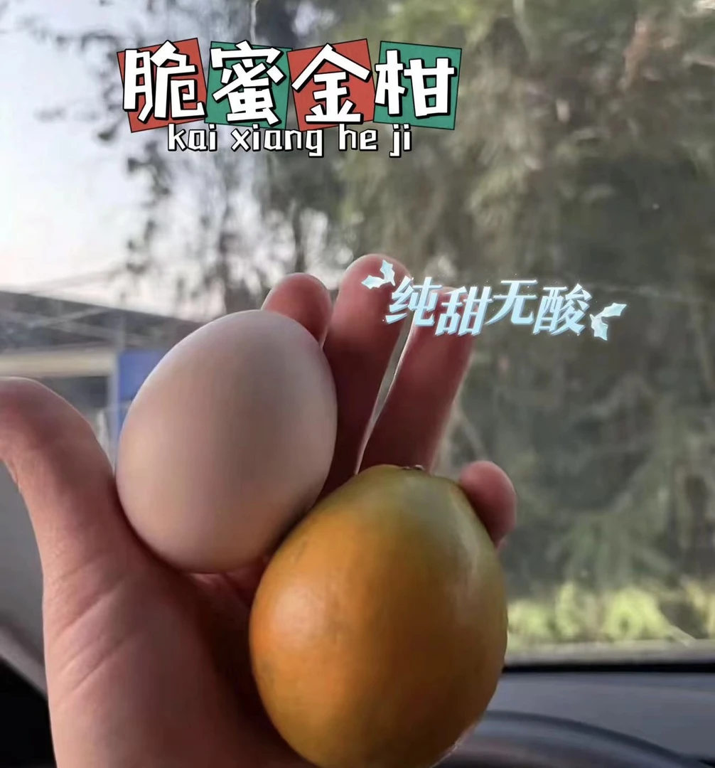 第三代脆蜜精美盆栽金甘 桂花金桂盆栽地栽南北方种植