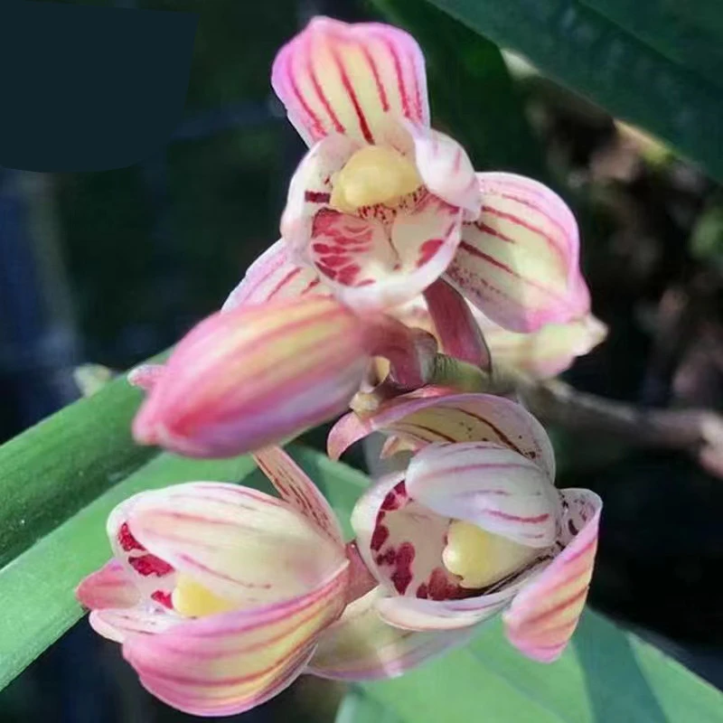 建兰荷瓣七彩玲珑兰花苗夏夏秋才带花苞有香味的兰花卉盆栽矮种