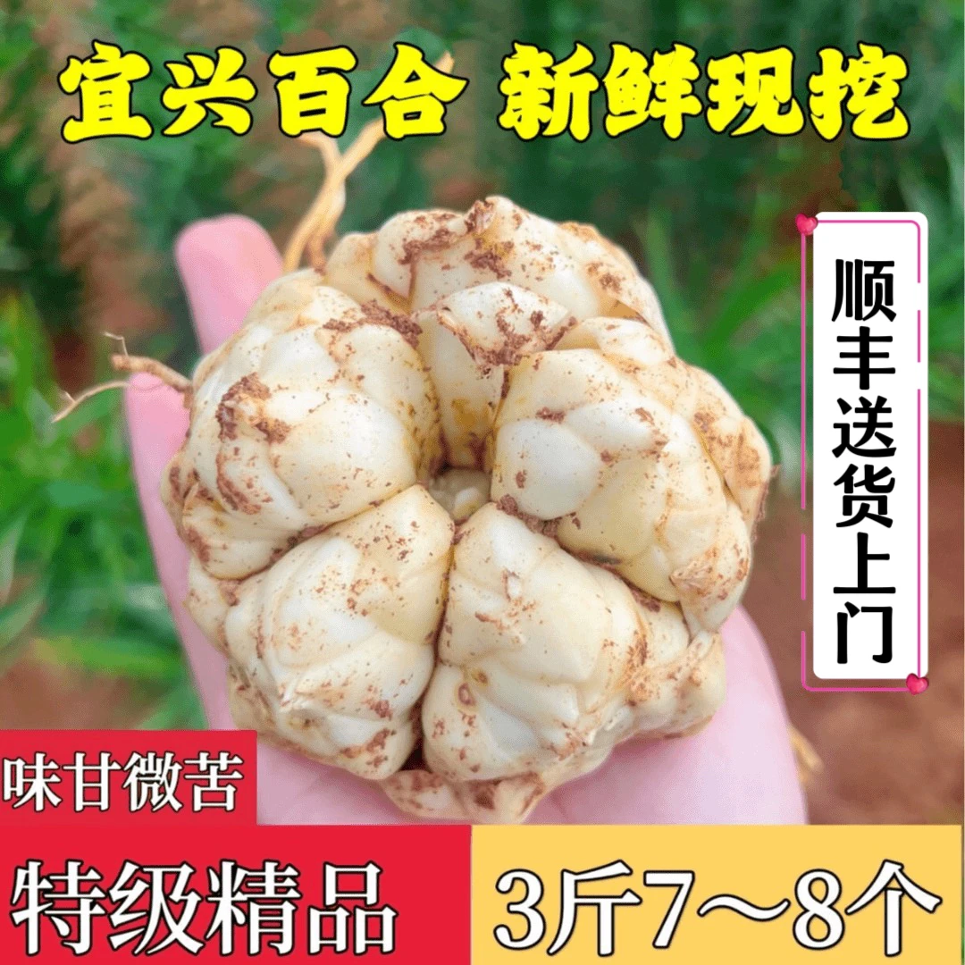 (精品大果3斤)25年现挖新鲜宜兴百合7个左右