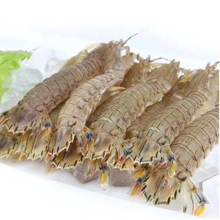 鲜活皮皮虾3斤特惠装 默认充氧活发 公母混发 送椒盐
