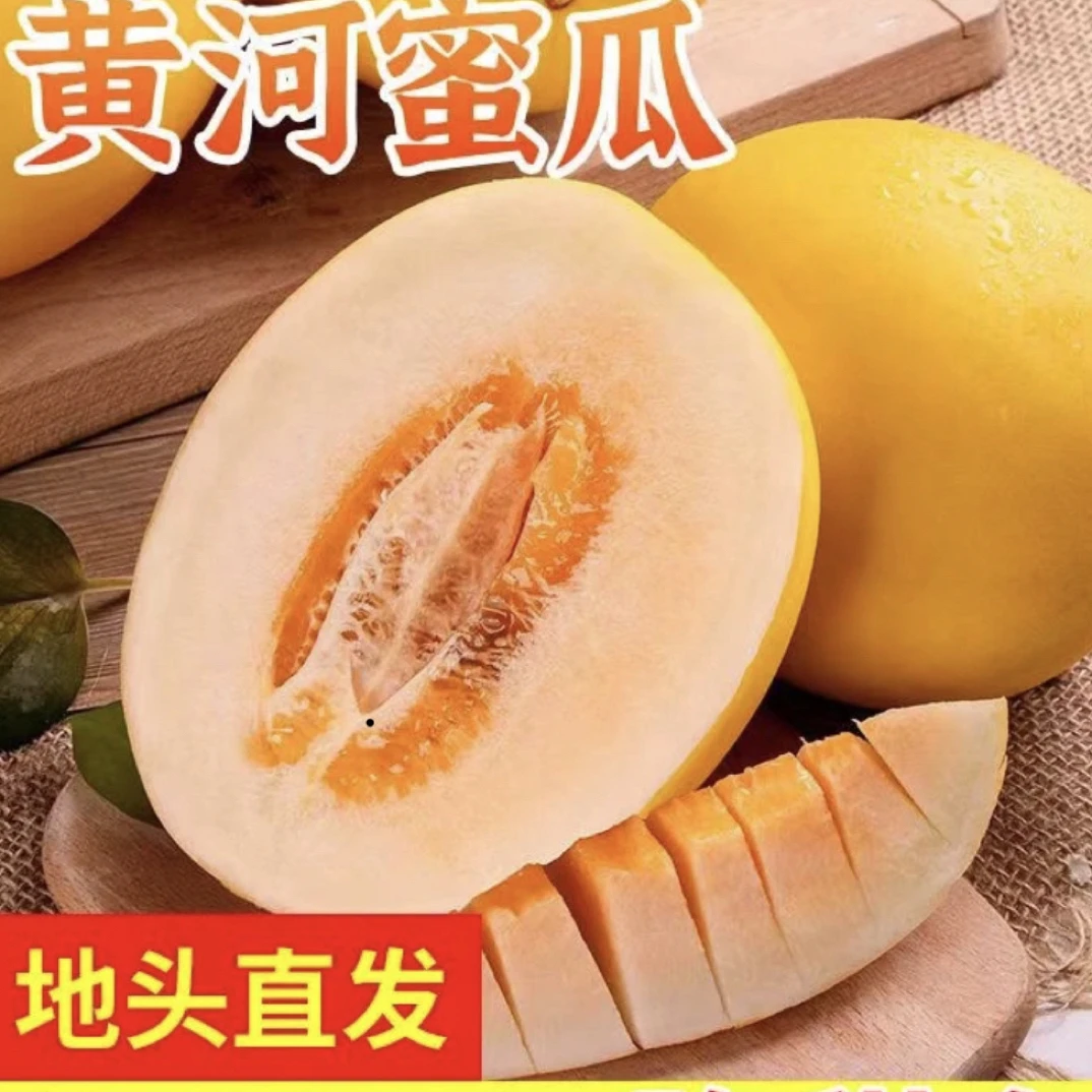 正宗黄河蜜瓜 香甜多汁民勤蜜瓜净重2-9斤