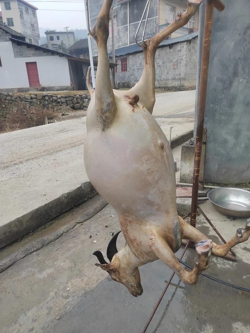 生鲜羊肉纯放养散养黑山羊肉