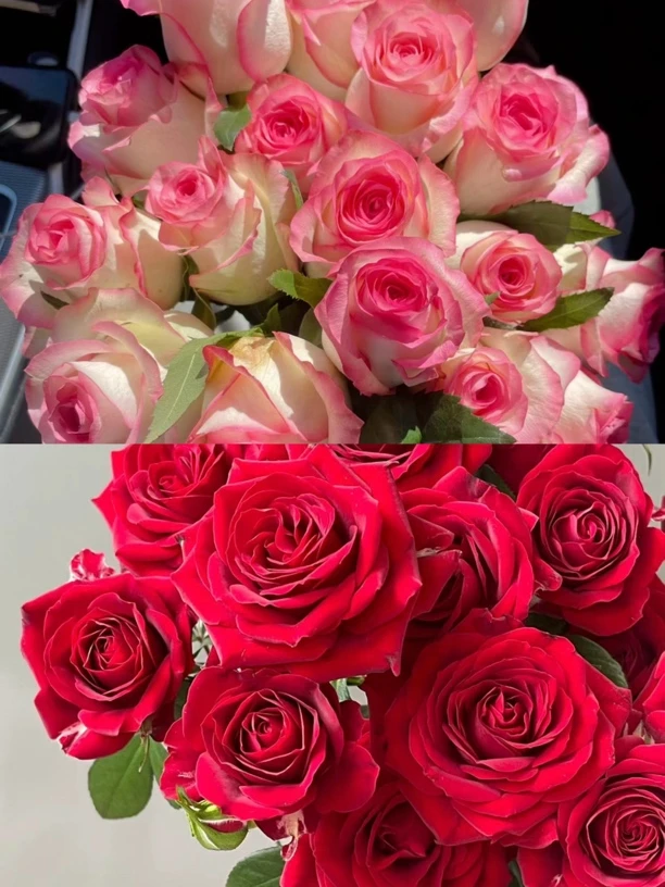 【艾莎】+【红丝绒】 月季进口切花品种可以做切 花阳台庭院