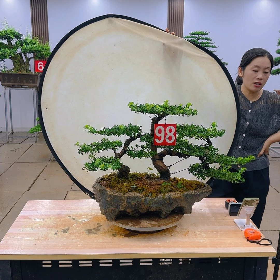 盆景直播间一物一拍