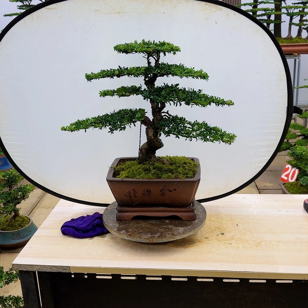 盆景直播间一物一拍