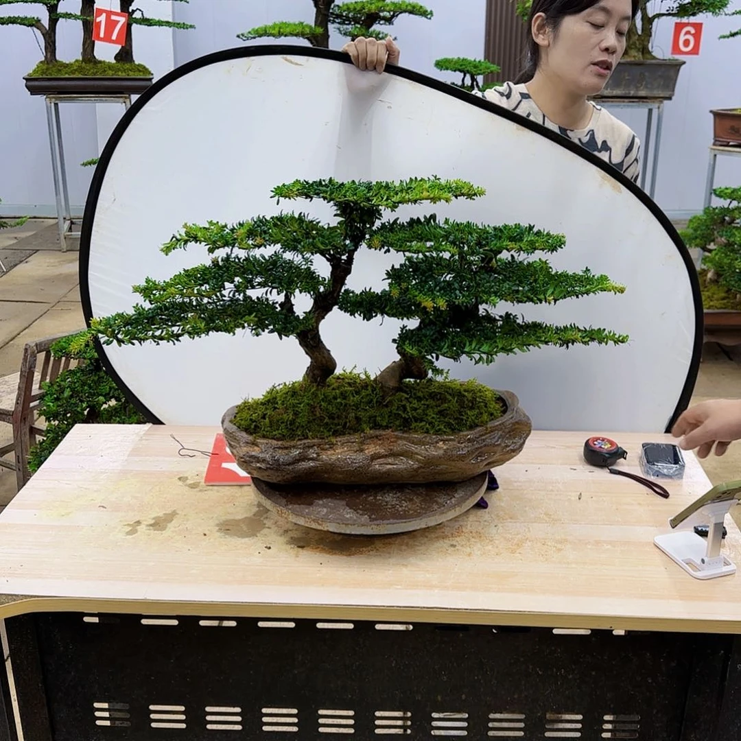 盆景直播间一物一拍