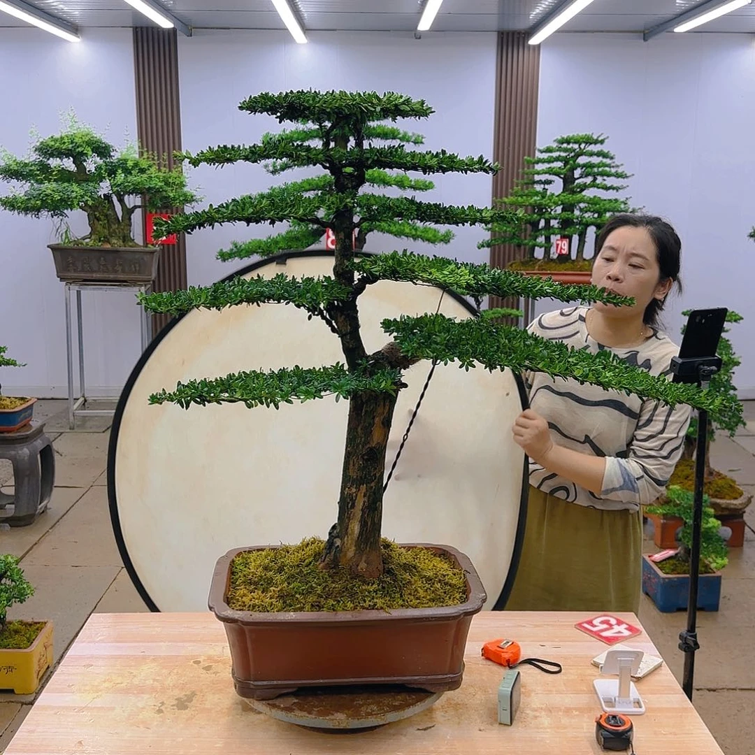 盆景直播间一物一拍