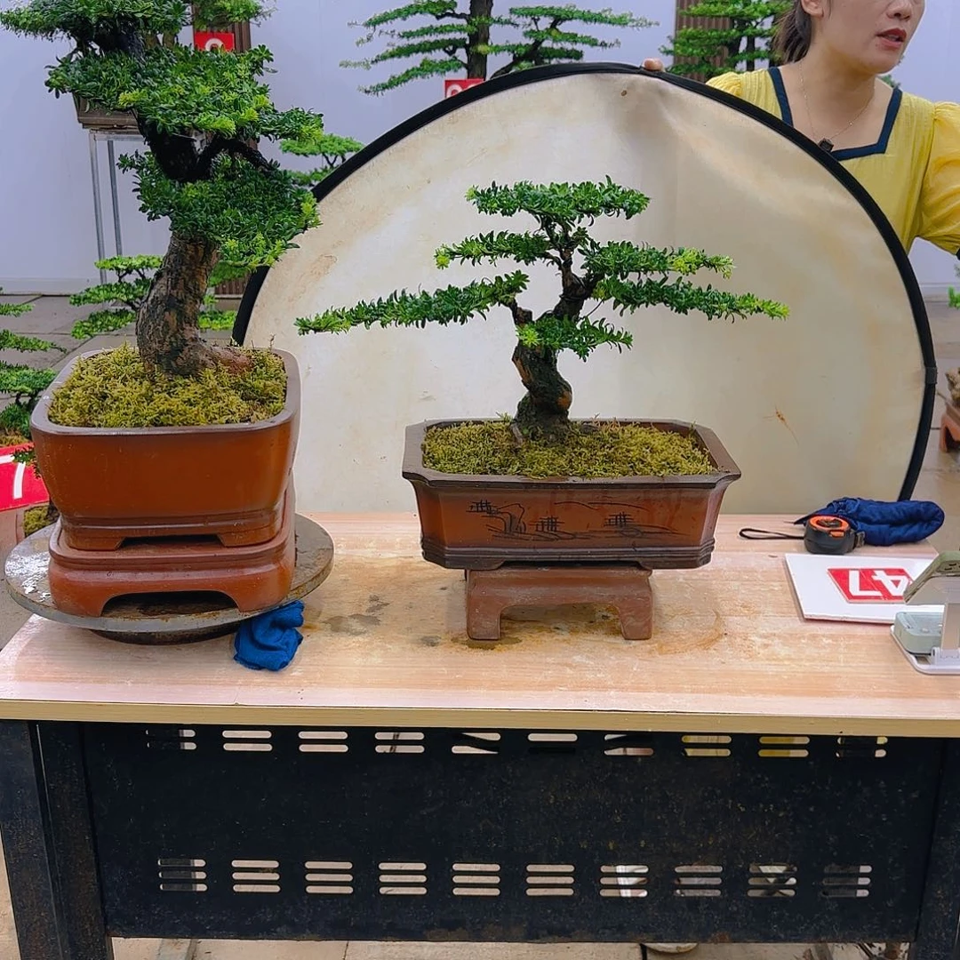 盆景直播间一物一拍