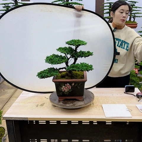 盆景直播间一物一拍
