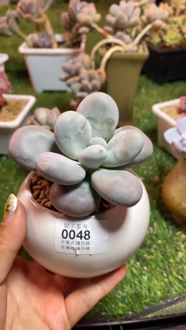 【闪购商品】0048