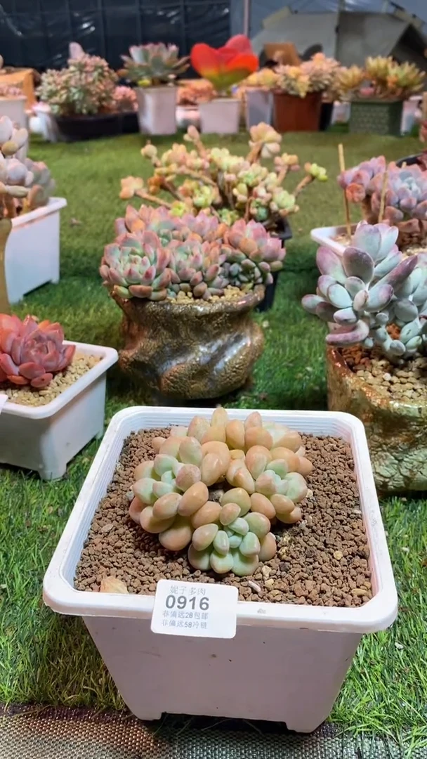 【闪购商品】0916