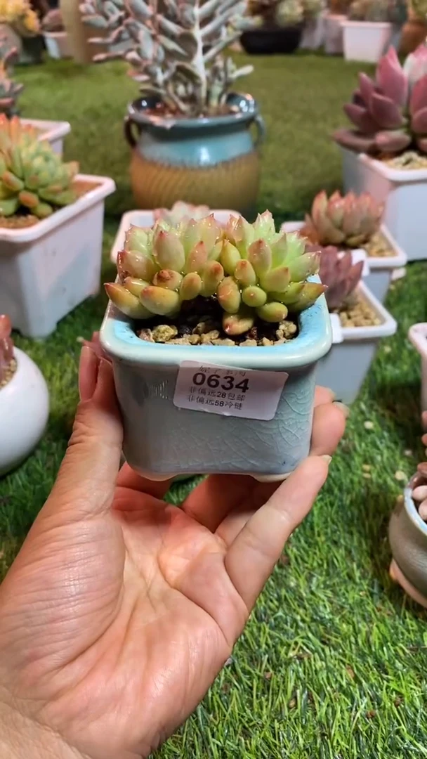 【闪购商品】0634