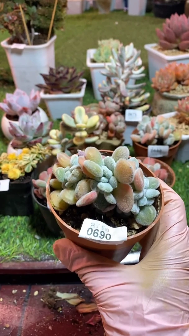 【闪购商品】0690