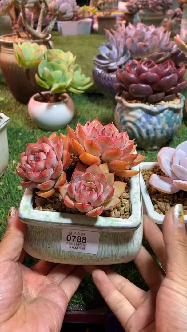 【闪购商品】0788