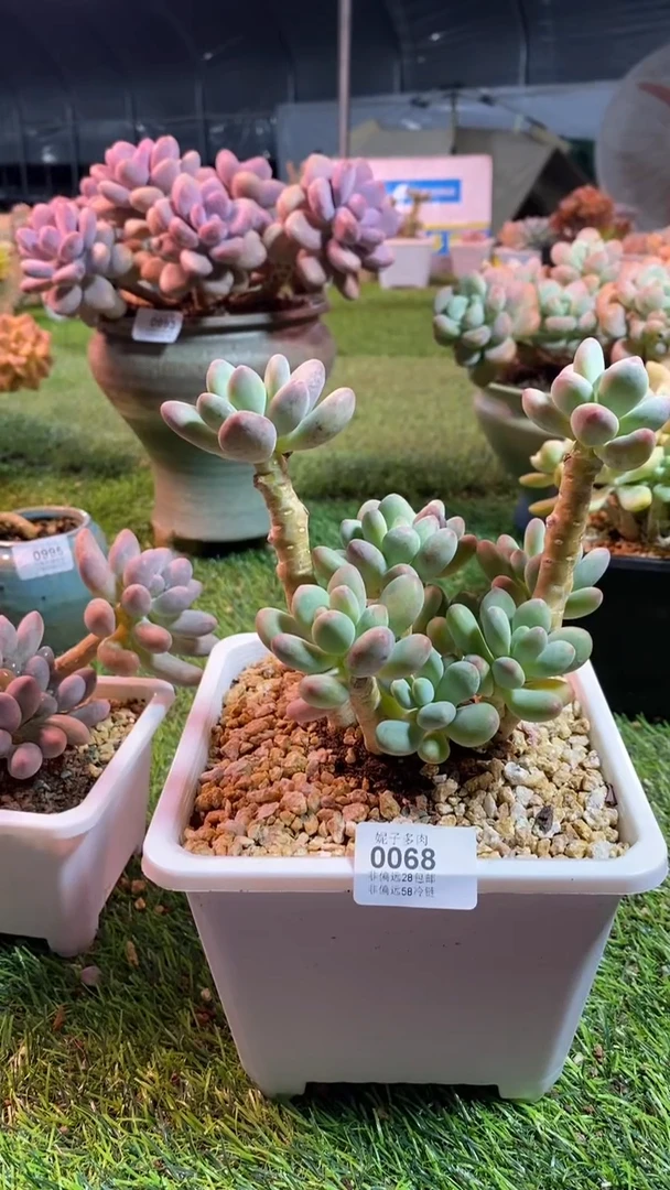 【闪购商品】0068