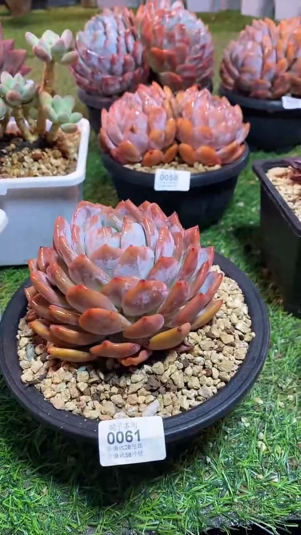 【闪购商品】0061