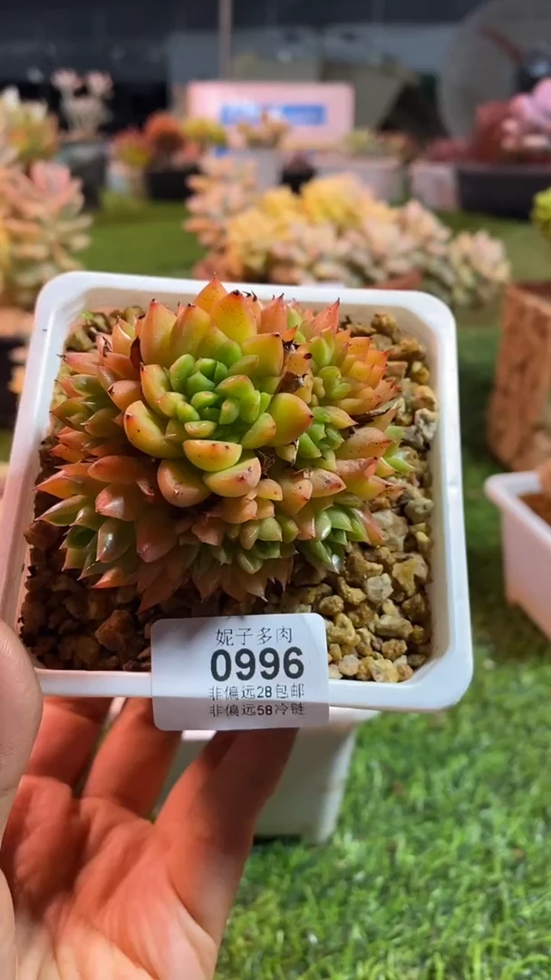 【闪购商品】0996