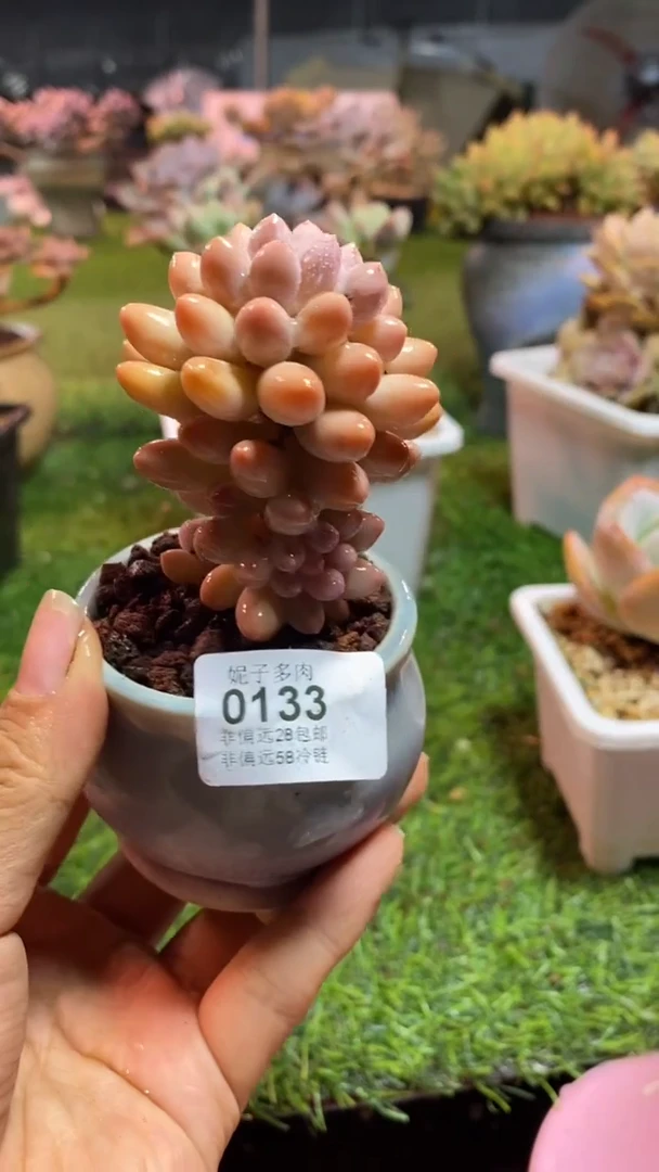 【闪购商品】0133