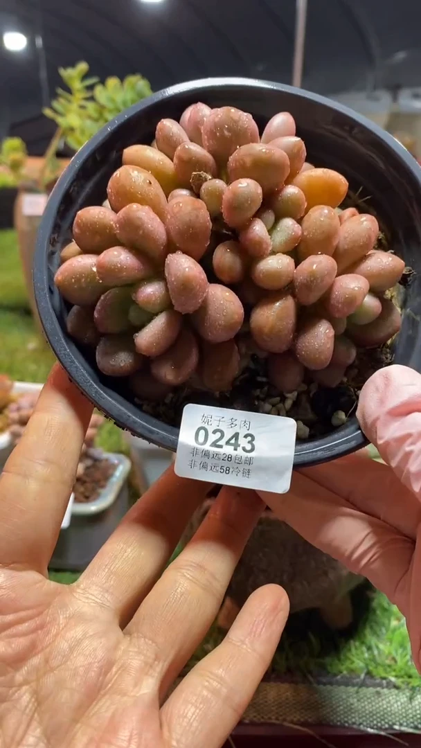 【闪购商品】0243