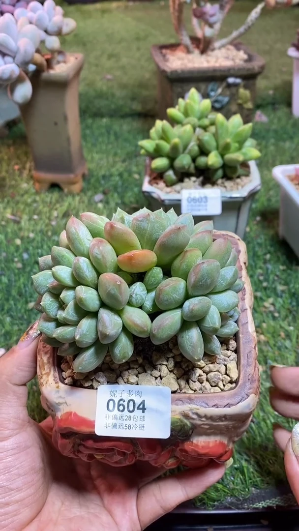 【闪购商品】0604